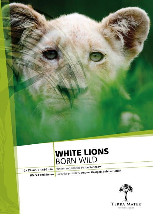 White Lions Born Wild