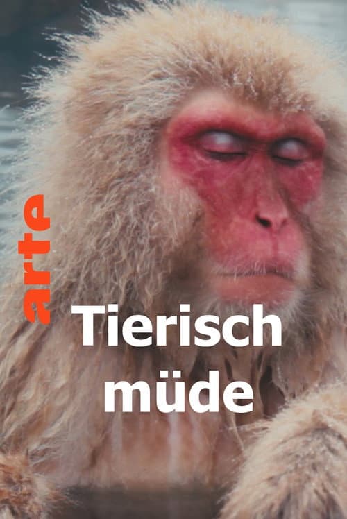 Tierisch müde - Das Rätsel Schlaf